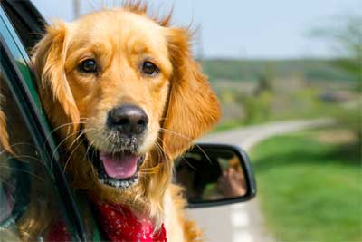 Holiday rental home with dog